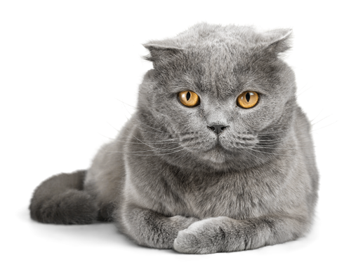 veterinární ošetření