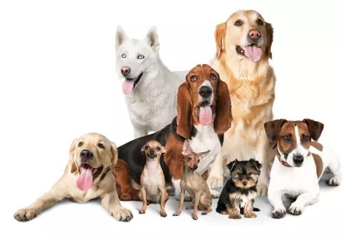 veterinární ordinace